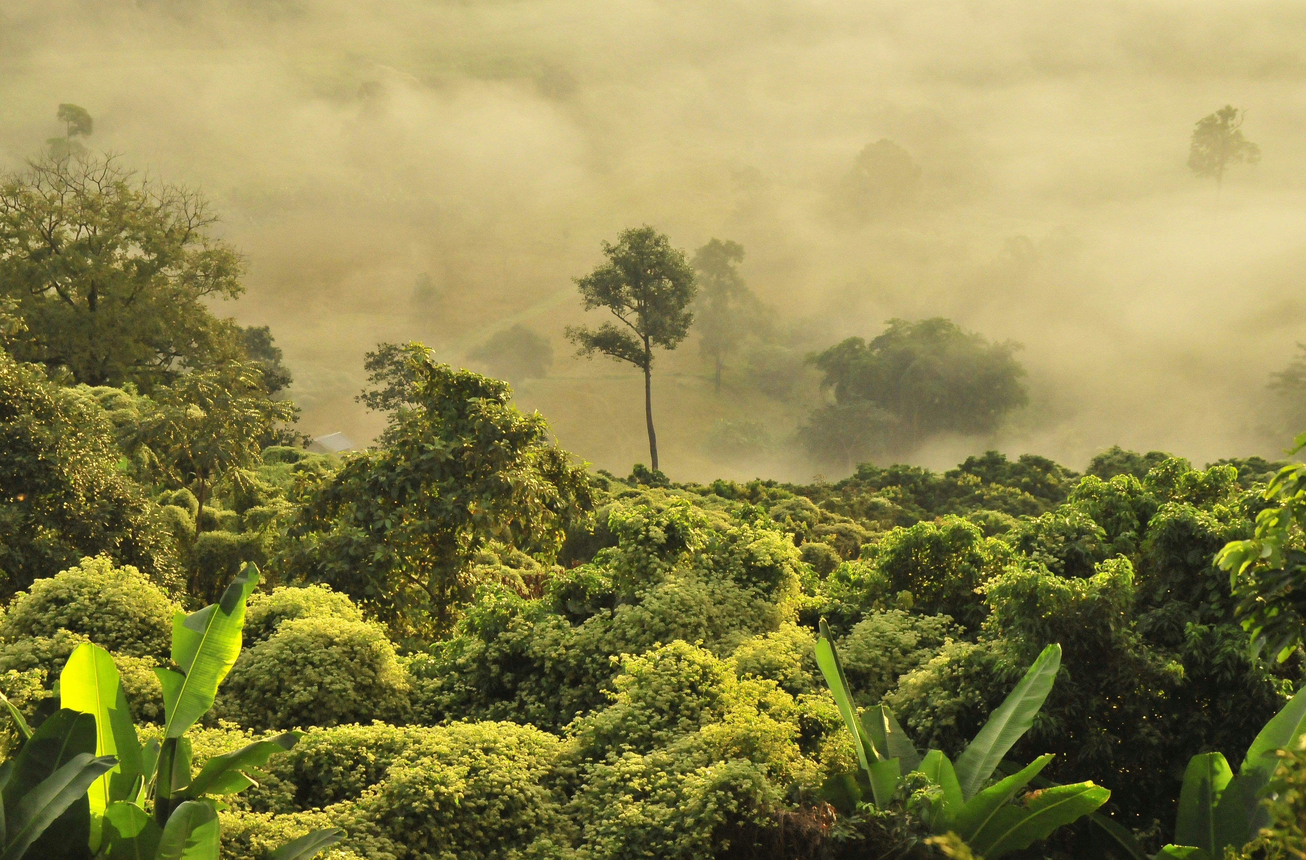 Amazon Rainforest